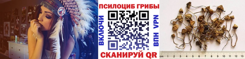 наркота  Оренбург  Псилоцибиновые грибы Psilocybine cubensis 